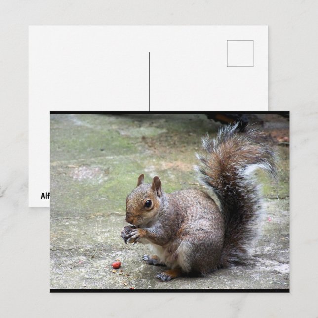 Grey Squirrel Portrait Postcard (Front/Back)