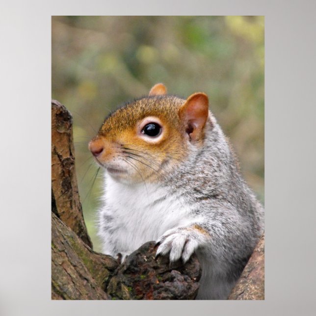 Grey Squirrel portrait Poster (Front)