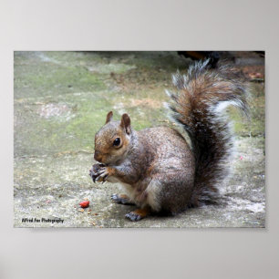 Grey Squirrel Portrait Poster