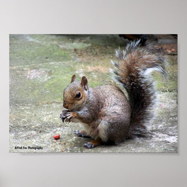 Grey Squirrel Portrait Poster (Front)