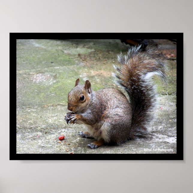 Grey Squirrel Portrait Poster (Front)