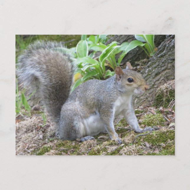 Grey Squirrel Postcard (Front)