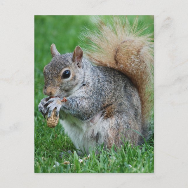 Grey Squirrel  Postcard (Front)