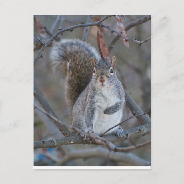 Grey squirrel postcard (Front)