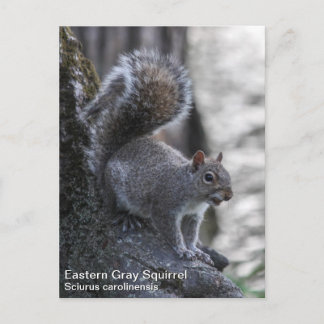 Grey Squirrel Postcard