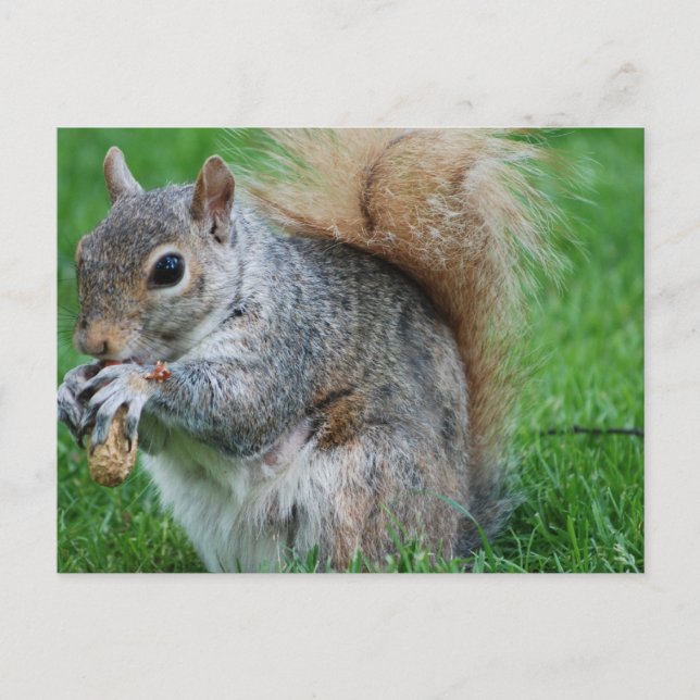 Grey Squirrel  Postcard (Front)