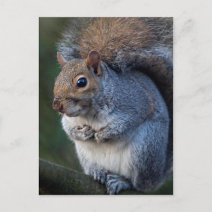 Grey Squirrel Postcard