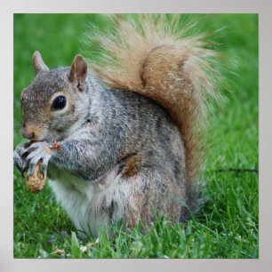 Grey Squirrel Poster