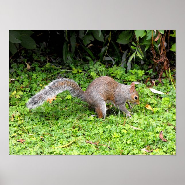Grey squirrel poster (Front)