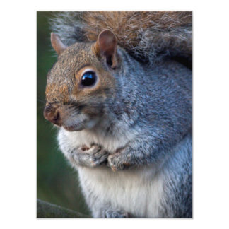 Grey Squirrel Print