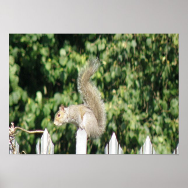 Grey Squirrel Print (Front)