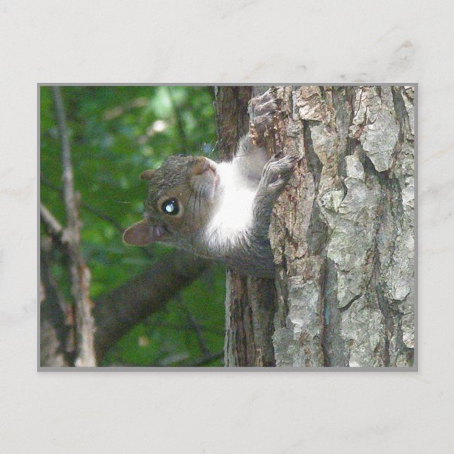 Grey Squirrel Scolding From Old Tree Postcard (Front)
