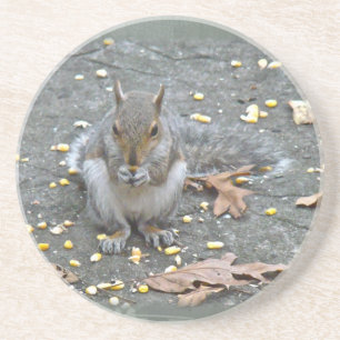 Grey Squirrel Series Coaster