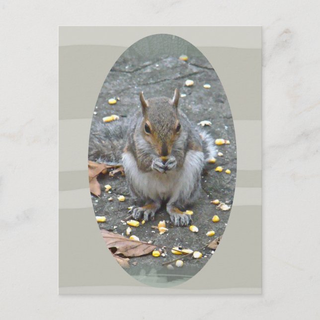 Grey Squirrel Series Postcard (Front)