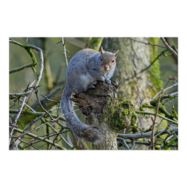 Grey squirrel sitting in a tree poster (Front)