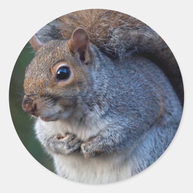 Grey Squirrel Sticker (Front)