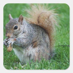Grey Squirrel  Sticker
