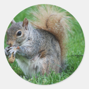 Grey Squirrel Sticker