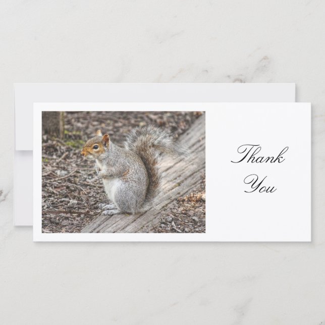 Grey Squirrel - Thank You (Front)