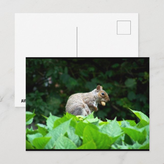 Grey Squirrel with Nut Postcard (Front/Back)