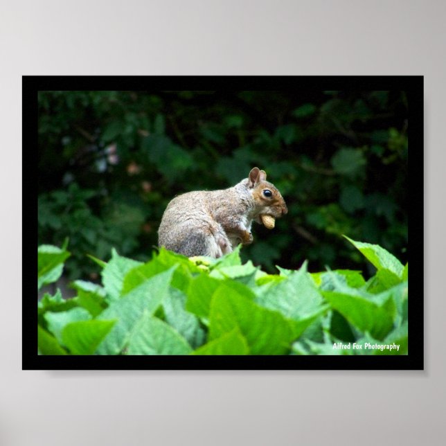 Grey Squirrel with Nut Poster (Front)