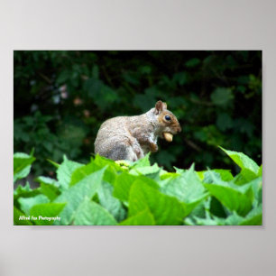 Grey Squirrel with Nut Poster
