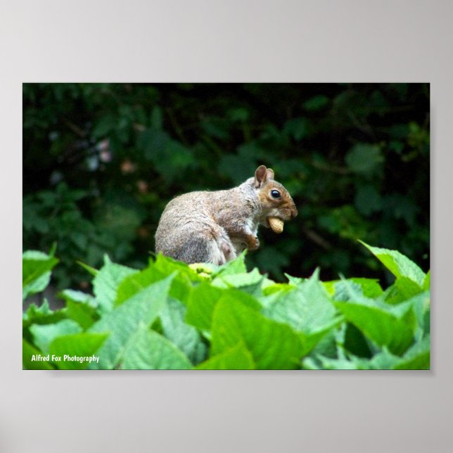Grey Squirrel with Nut Poster (Front)