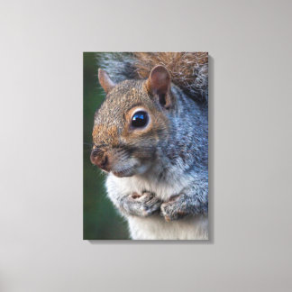 Grey Squirrel Wrapped Canvas Print