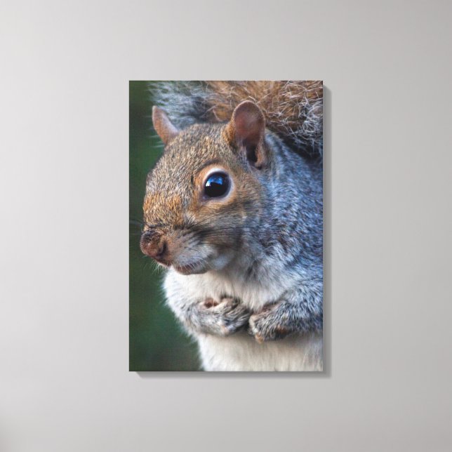 Grey Squirrel Wrapped Canvas Print (Front)