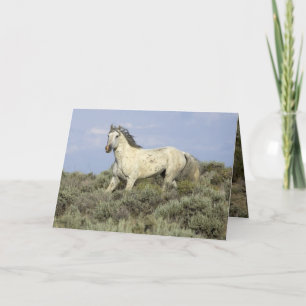 Grey Stallion Comes Down Hill Horse Greeting Card