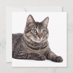 Grey Tabby Cat Announcement