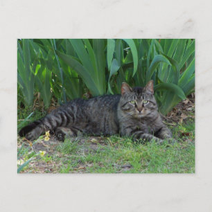 Grey Tabby Cat by Irises Postcard