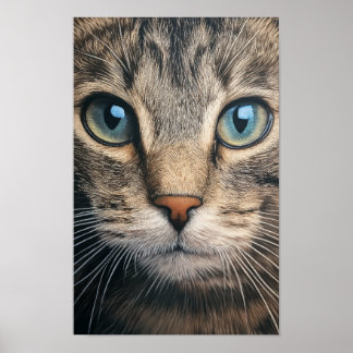 Grey tabby cat closeup poster