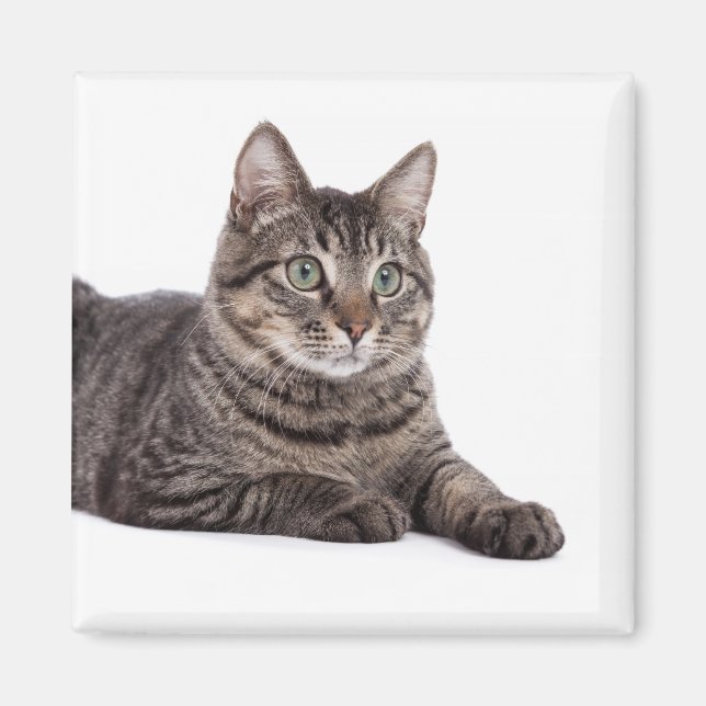 Grey Tabby Cat Magnet (Front)