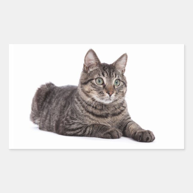 Grey Tabby Cat Rectangular Sticker (Front)