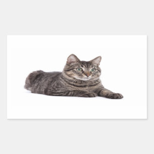 Grey Tabby Cat Rectangular Sticker