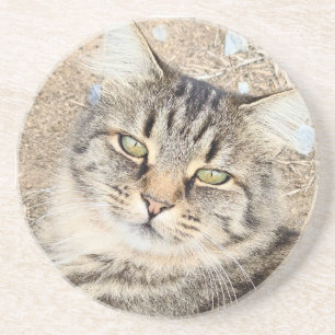 Grey Tabby Cat Sandstone Coaster
