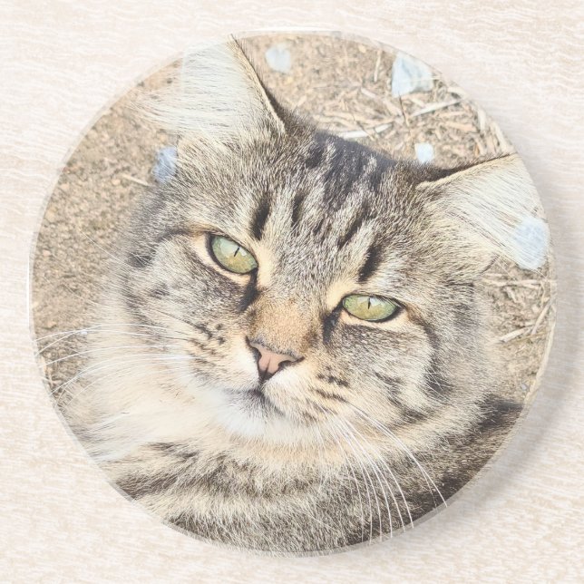Grey Tabby Cat Sandstone Coaster  (Front)