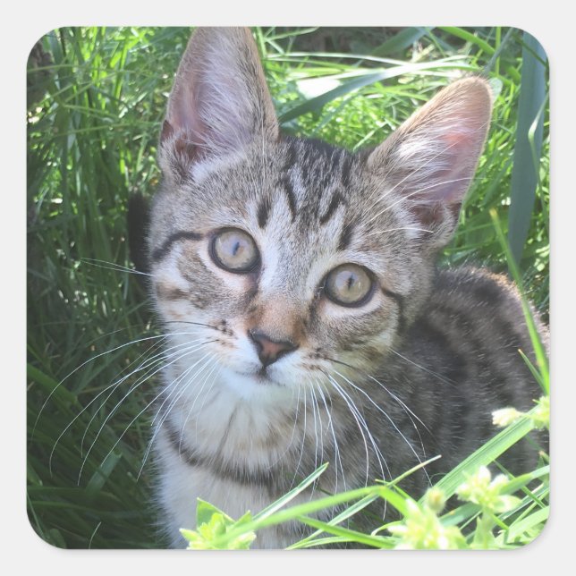 Grey Tabby Cat Square Sticker (Front)