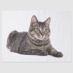 Grey Tabby Cat Tissue Paper
