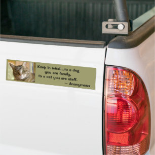 Grey Tabby Close Up Photograph Bumper Sticker