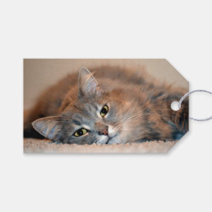 Grey, Tan, White Long-Haired Cat by Shirley Taylor Gift Tags