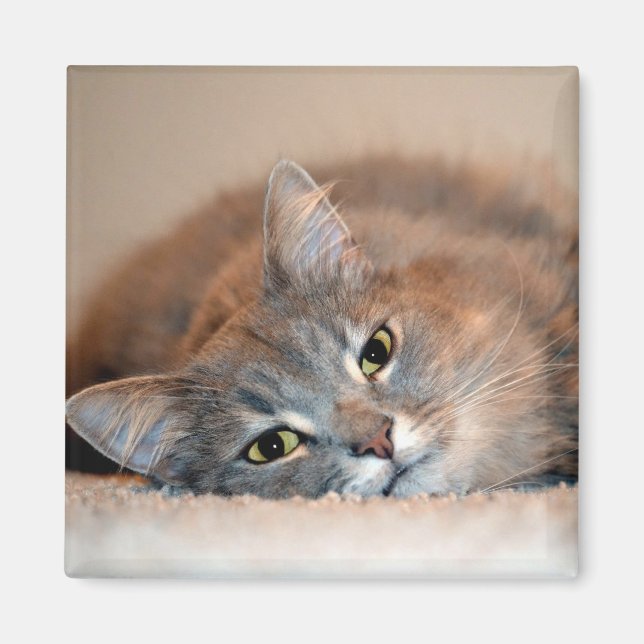 Grey, Tan, White Long-Haired Cat by Shirley Taylor Magnet (Front)