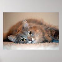 Grey, Tan, White Long-Haired Cat by Shirley Taylor