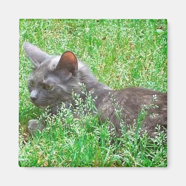 Grey Tortie Cat Magnet (Front)