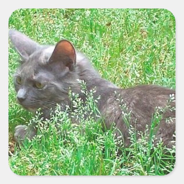 Grey Tortie Cat Square Sticker (Front)