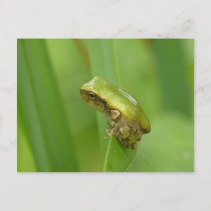 Grey Tree Frog. Postcard