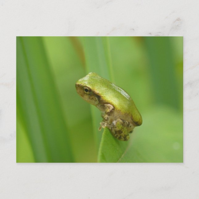 Grey Tree Frog. Postcard (Front)
