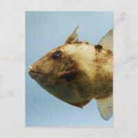 Grey Triggerfish