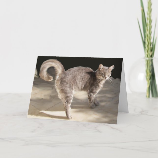 GREY TURKISH CAT CARD (Front)